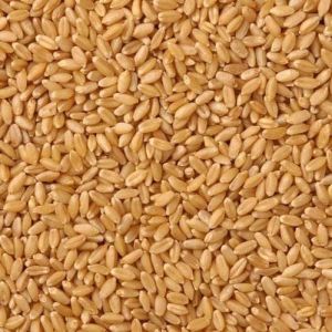 Hybrid Wheat Grain, Packaging Type : Plastic Bag