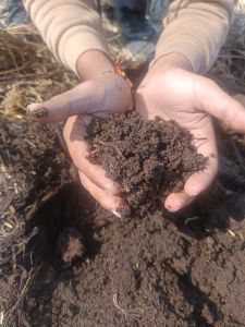 Eisenia Fetida Earthworm