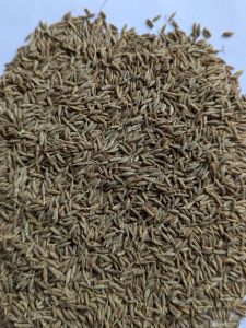 Brown Organic Kitchen King Cumin Seed, Packaging Size : 100g, 250g