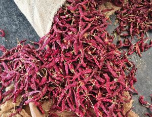 Natural Teja Deluxe Dry Red Chilli, Packaging Size : 25Kg, 50Kg
