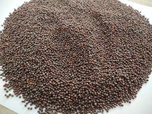 Black Mustard Seeds