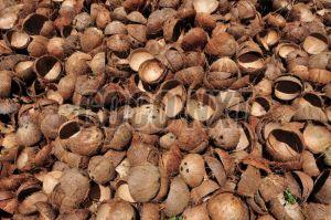 Coconut Shell Dried for Industrial