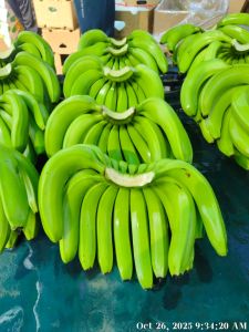 Fresh Green Cavendish Banana