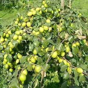 Apple Ber Plants