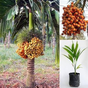 Grafted Areca Nut Plants