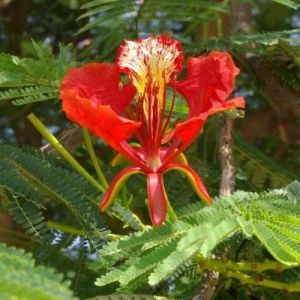 Gulmohar Plants