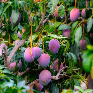 Miyazaki Mango Plants