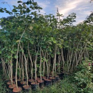 Red Sandalwood Plants