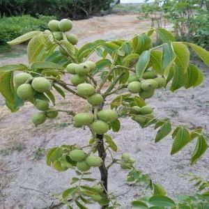 Walnut Plants