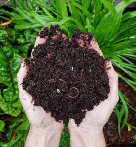 Vermicompost