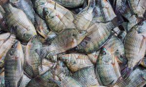 Frozen Tilapia Fish, Color : Pale White Flesh