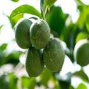 Fresh Zesty Harvest Green Lemon for Culinary, Beverages, Pickling