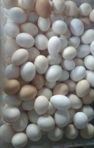 Pure Desi Eggs, Color : Creamy, White