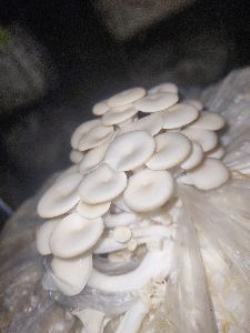 Creamy Fresh Oyster Mushroom, Packaging Size : 200gm Polythene Bag