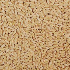 Lokwan Wheat Grain, Color : Brown, Packaging Type : Bag for Cooking