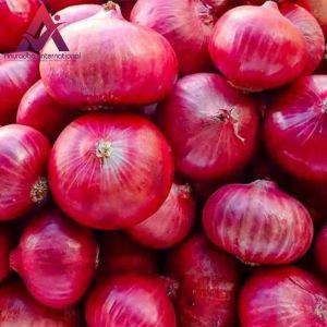 Fresh Organic Red Onion, Packaging Size : 25Kg