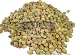 Green Coriander Seeds