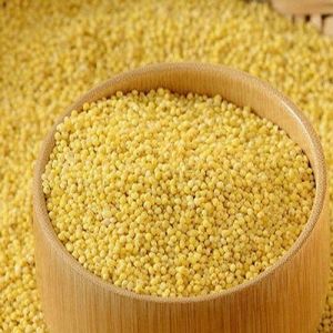 Foxtail Millet Seeds, Color : Yellow, Purity : 100%