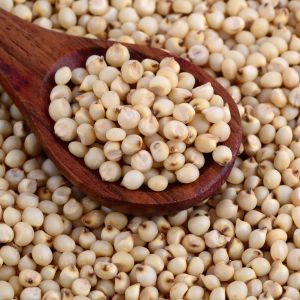 Sorghum Millet Seeds, Color : Creamy, Purity : 100%