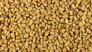 Bold Fenugreek Seeds