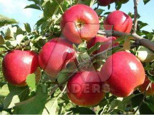 A Grade Kashmiri Apple, Color : Red Green, Taste : Sweet Tangy