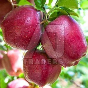 Red Himachali A Grade Apple, Packaging Type : Corrugated Box