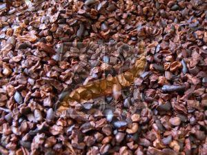 Natural Cacao Nibs