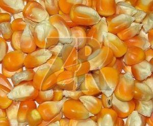 Premium Yellow Maize Seeds