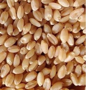 25kg A Grade Premium Wheat Grains for Chapati, Bread, Bakery