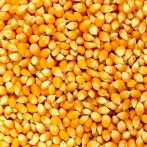 Natural Yellow Corn Maize, Packaging Type : 1kg, 5kg Bags