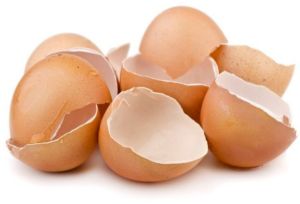 Brown Egg Shell for Crafts, Gardening
