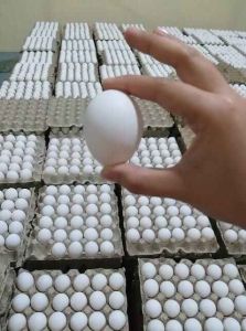 White Poultry Egg for Human Consumption