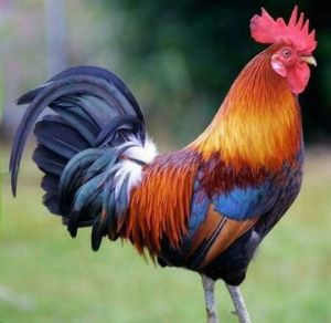 Healthy Live Desi Chicken