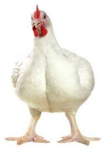 Premium Live Broiler Chicken