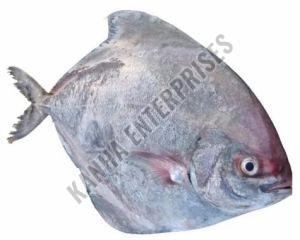 Large Fresh Pomfret Fish