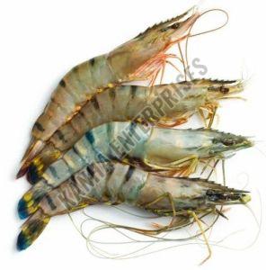 Fresh Medium Prawns