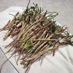 Dandelion Roots