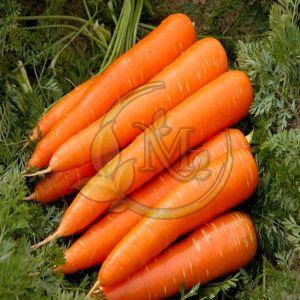 Fresh Carrot