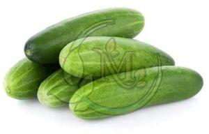 Fresh Cucumber
