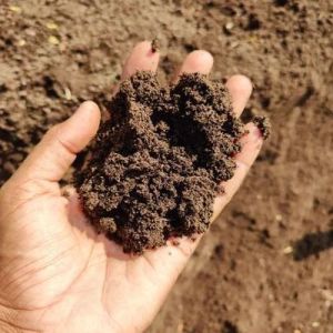 Cow Dung Fertilizer, Color : Brown, Form : Powder