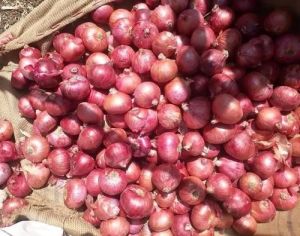 Fresh Small Red Onion