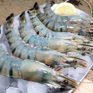 21/25 PD Black Frozen Tiger Prawns, Packaging Type : Box