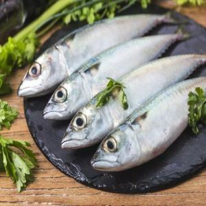 Frozen Indian Mackerel Fish, Packaging Type : Box