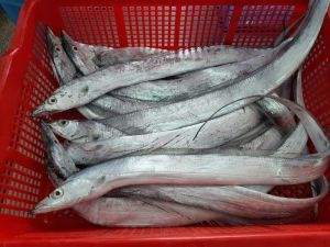Frozen Ribbon Fish, Packaging Type : Thermocol Box for Cooking