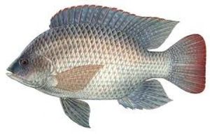 Tilapia Fish