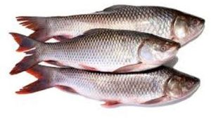 Whole Frozen Rohu Fish