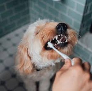 Dog Toothpaste for Pet Oral Care