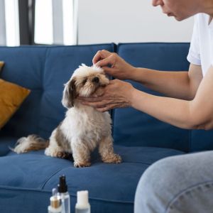 Immunity and Stress Drops