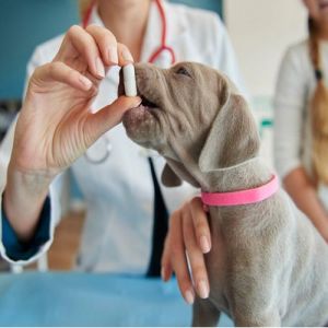 Joint and Bone Health Drops