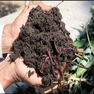 Pure Vermicompost Fertilizer
